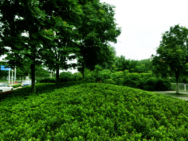 南京立体绿化,南京立体绿化墙,南京屋顶花园,南京屋顶花园装修